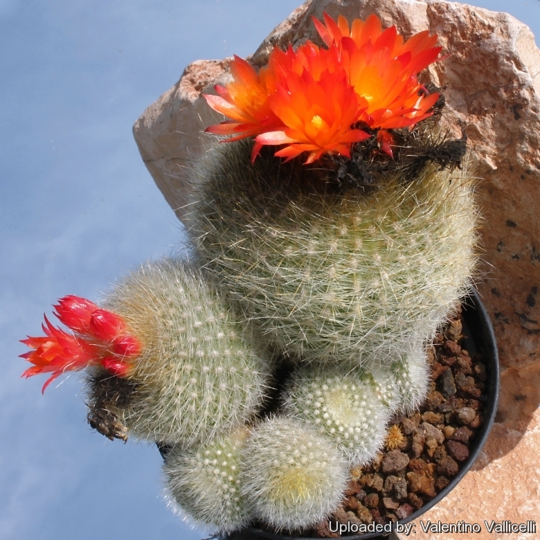 Parodia haselbergii