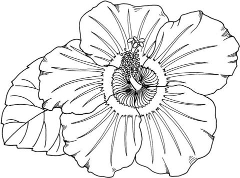 Hibiscus coloring page from hibiscus category select from printable crafts â sunflower coloring pages poppy coloring page printable flower coloring pages