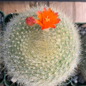 Parodia haselbergii