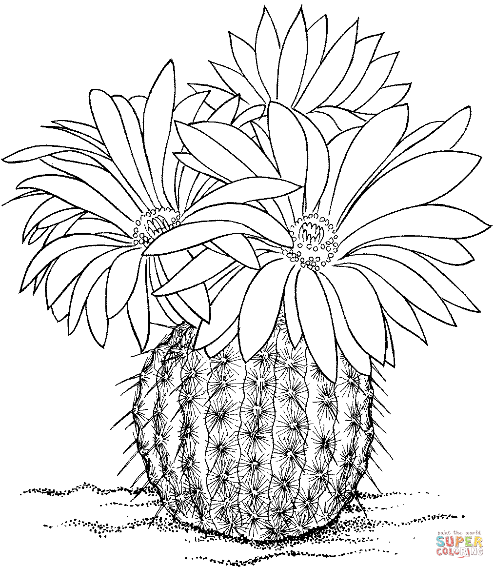 Parodia rutilans or pink ball cactus coloring page free printable coloring pages