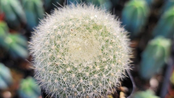 Parodia haselbergii cactus orangered color flower pot