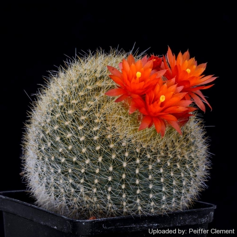 Parodia haselbergii