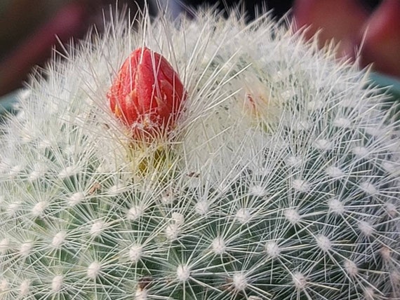 Cactus parodia haselbergii orangered bloom color