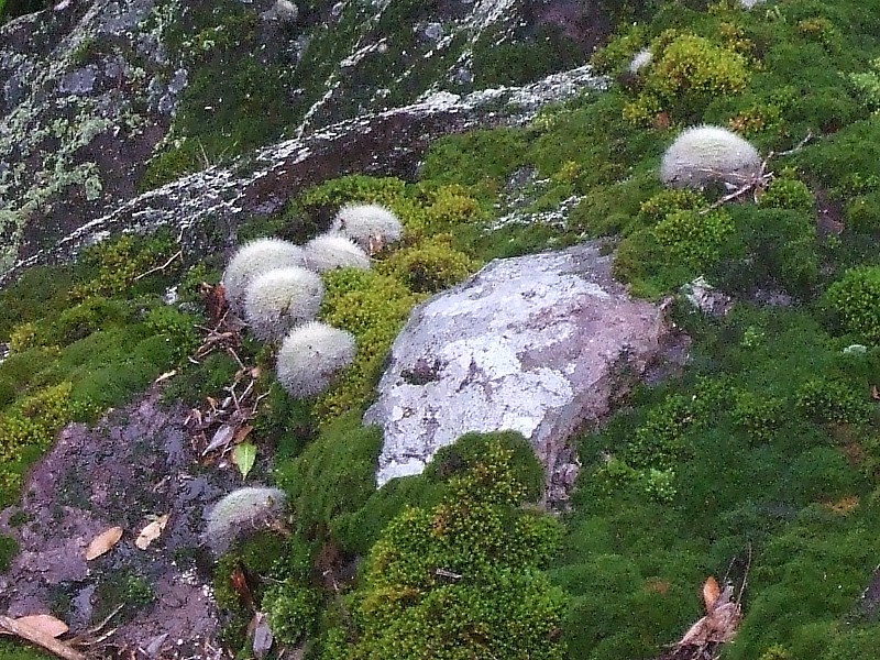 Parodia haselbergii