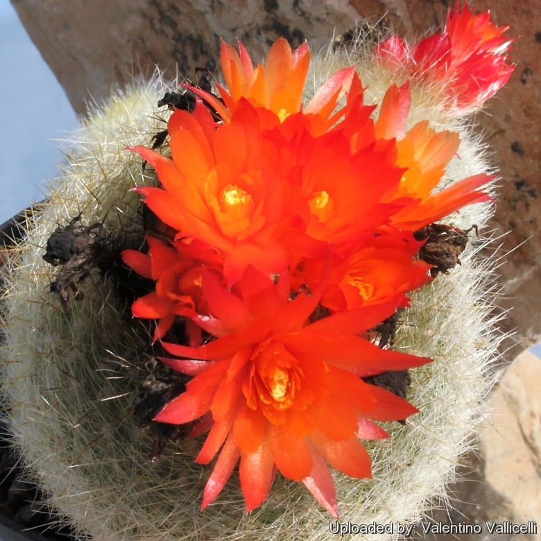 Parodia haselbergii