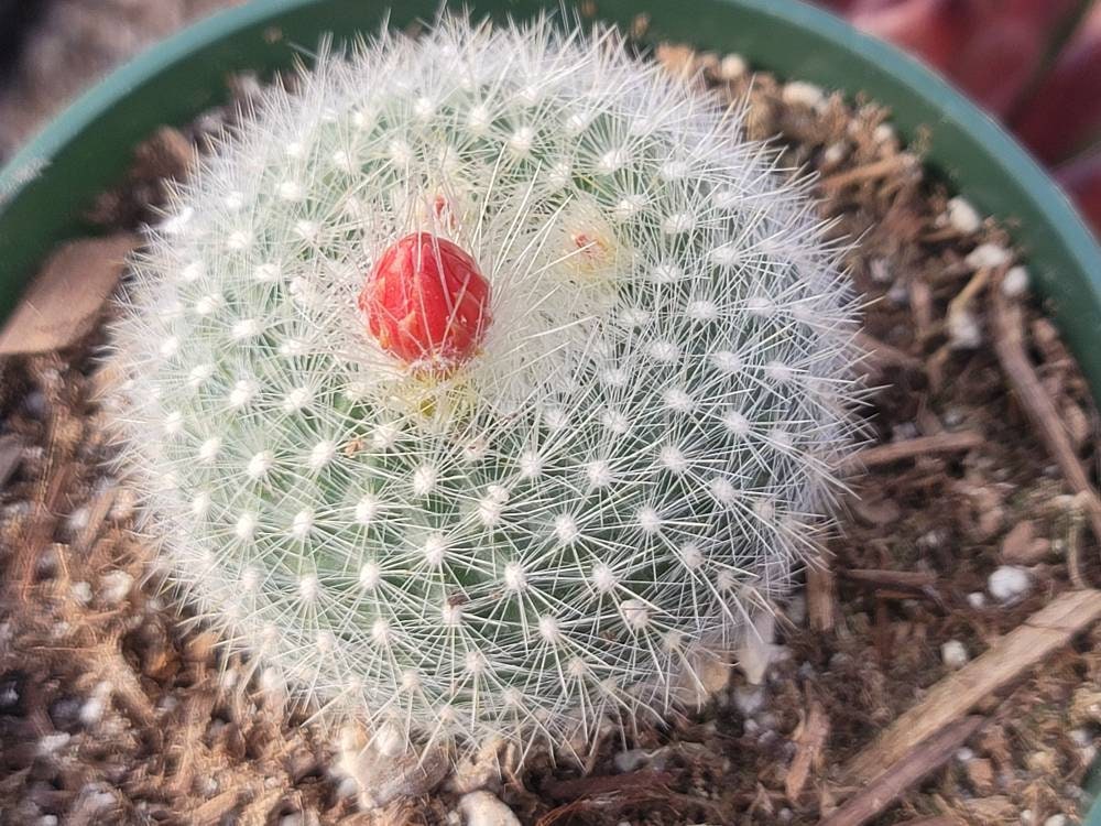 Cactus parodia haselbergii orangered bloom color