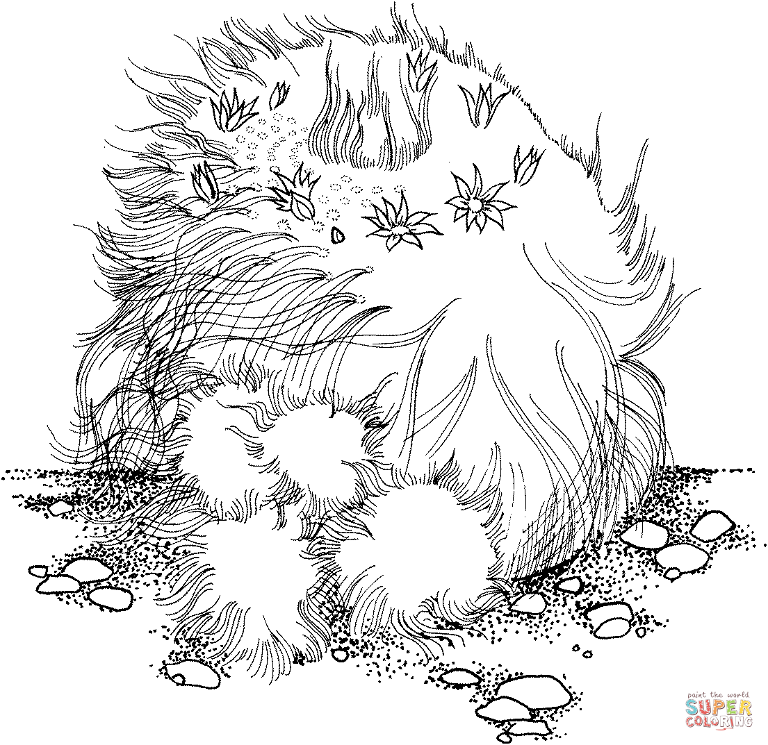 Mammillaria hahniana or old lady cactus coloring page free printable coloring pages