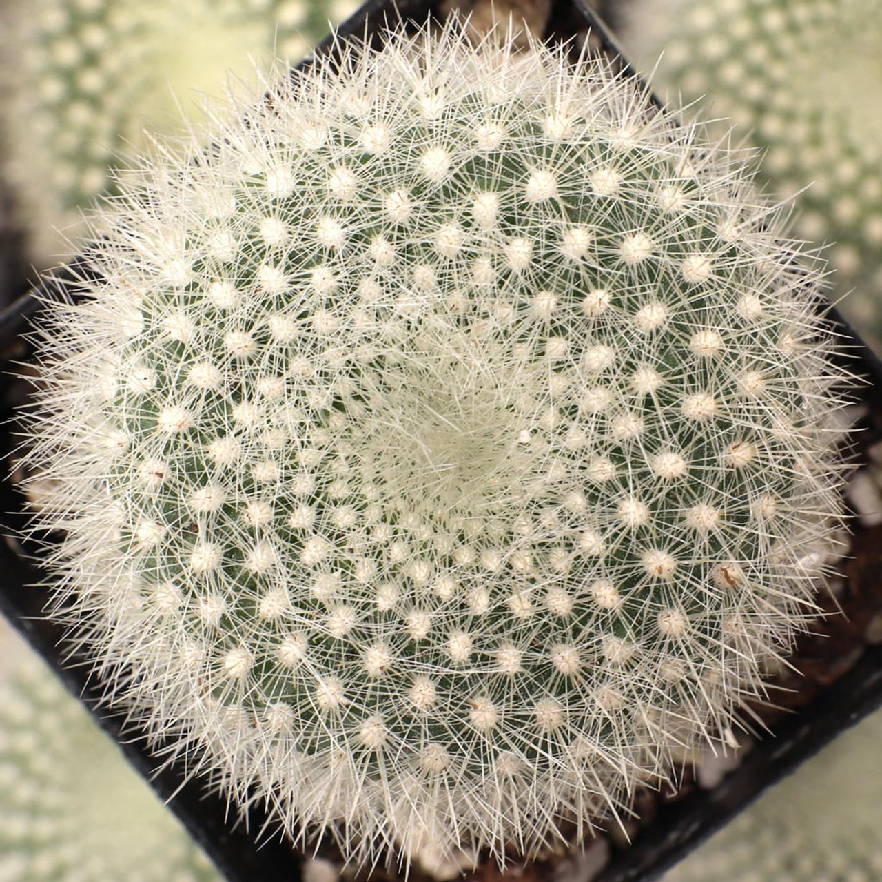 Parodia haselbergii mountain crest gardensâ