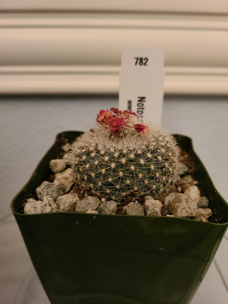 Scarlet ball cactus parodia haselbergii info