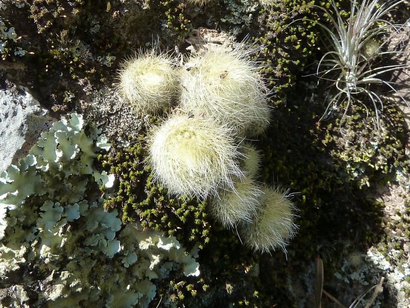 Parodia haselbergii