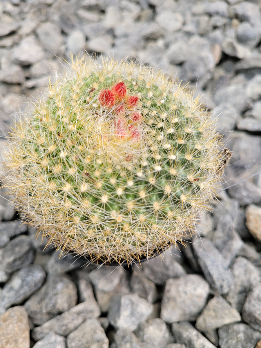 Scarlet crownnotocactus haselbergii â