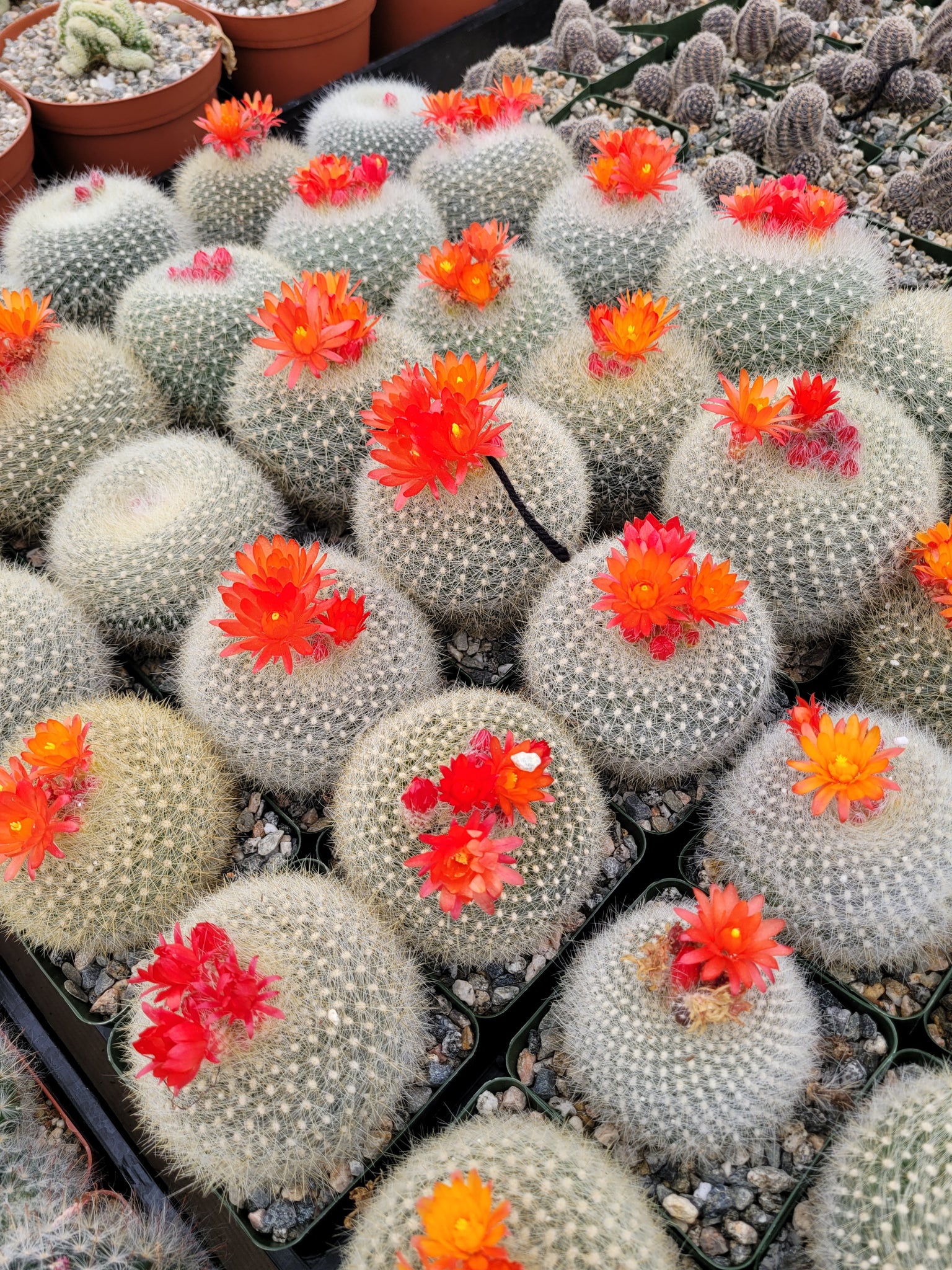 Scarlet crownnotocactus haselbergii â