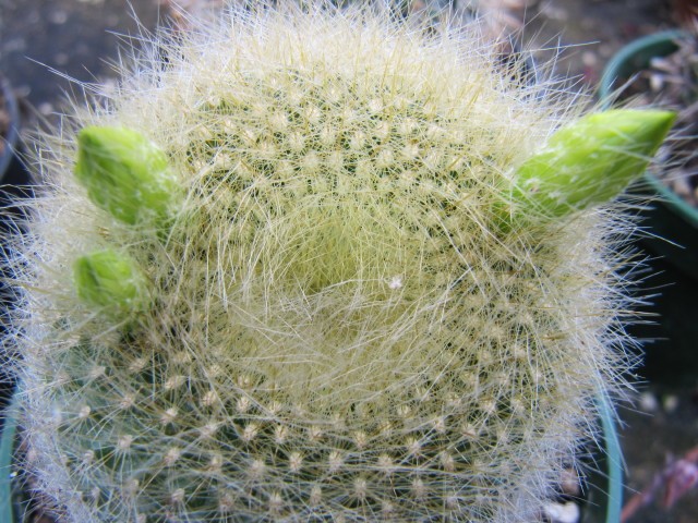 Brasilicactus haselbergii parodia haselbergii subsp graessneri flower leaf care uses