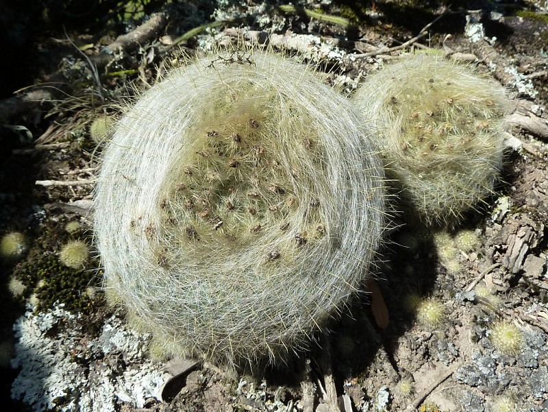 Parodia haselbergii