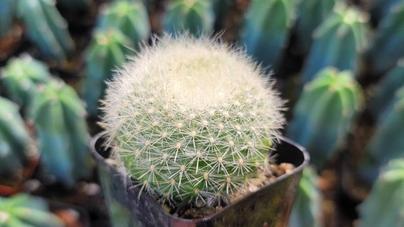 Parodia haselbergii cactus orangered color flower pot