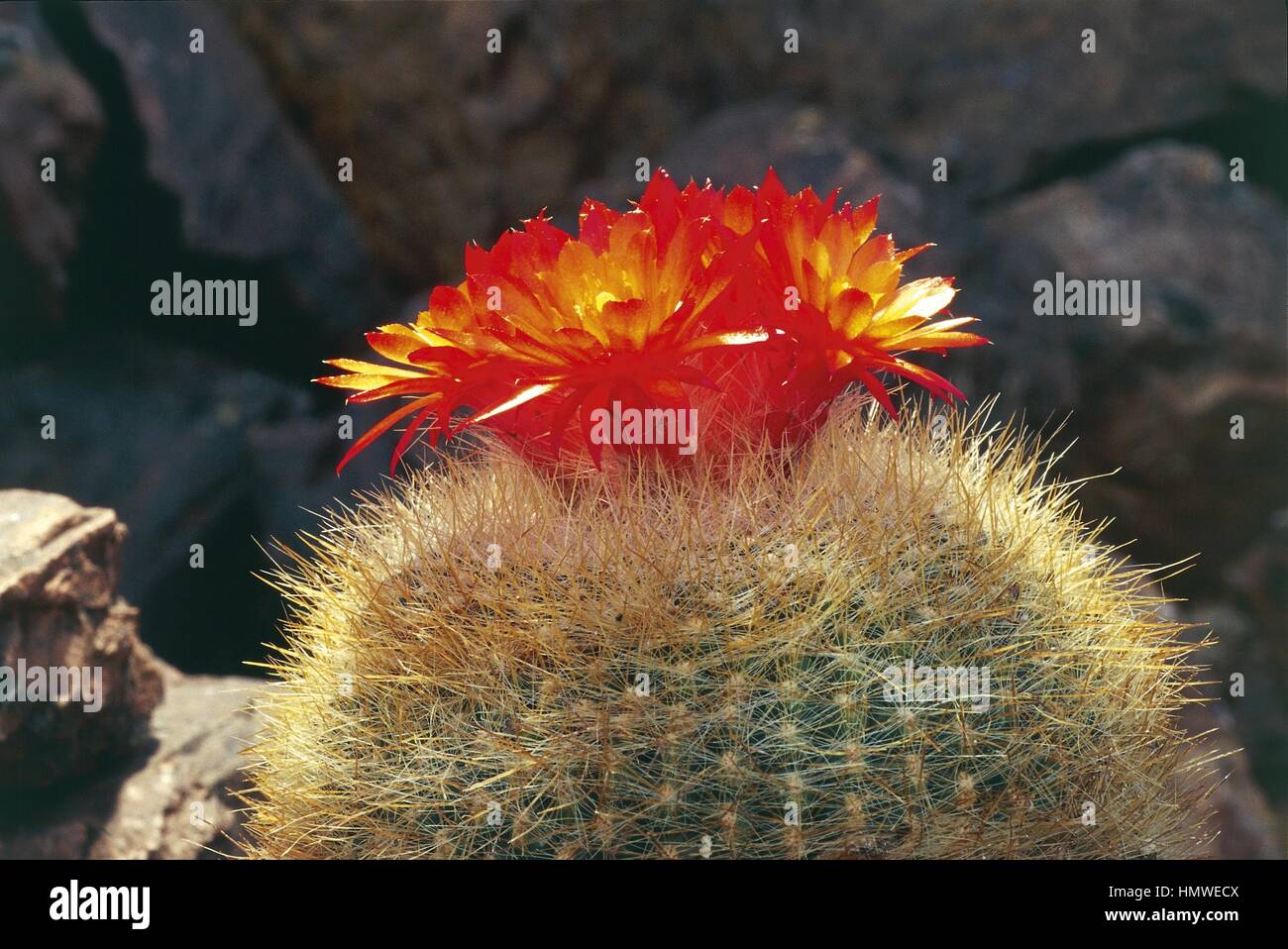 Cactaceae notocactus hi