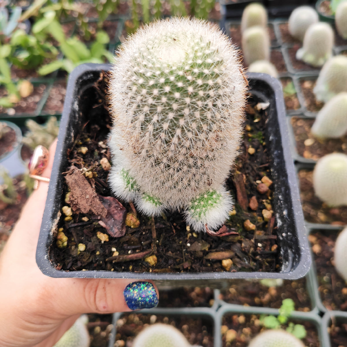 Parodia haselbergii scarlet ball cactus