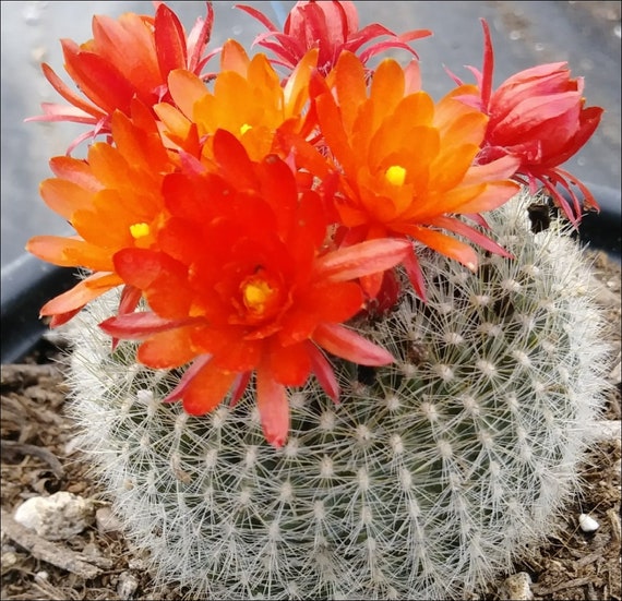 Pot of scarlet ball cactus parodia haselbergii