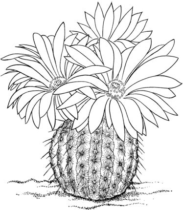 Click to see printable version of parodia rutilans or pink ball cactus coloring page pãginas para colorear de flores flores para dibujar cãmo dibujar cosas