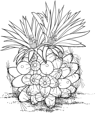 Escobaria missouriensis or missouri foxtail cactus coloring page free printable coloring pages in succulents prints coloring pages pattern coloring pages