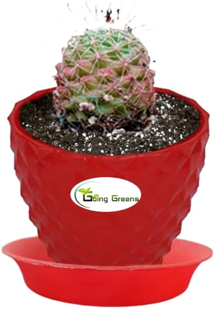 Gog greens notocactus rutilanspk ball cactus with red fiber pot garden outdoors