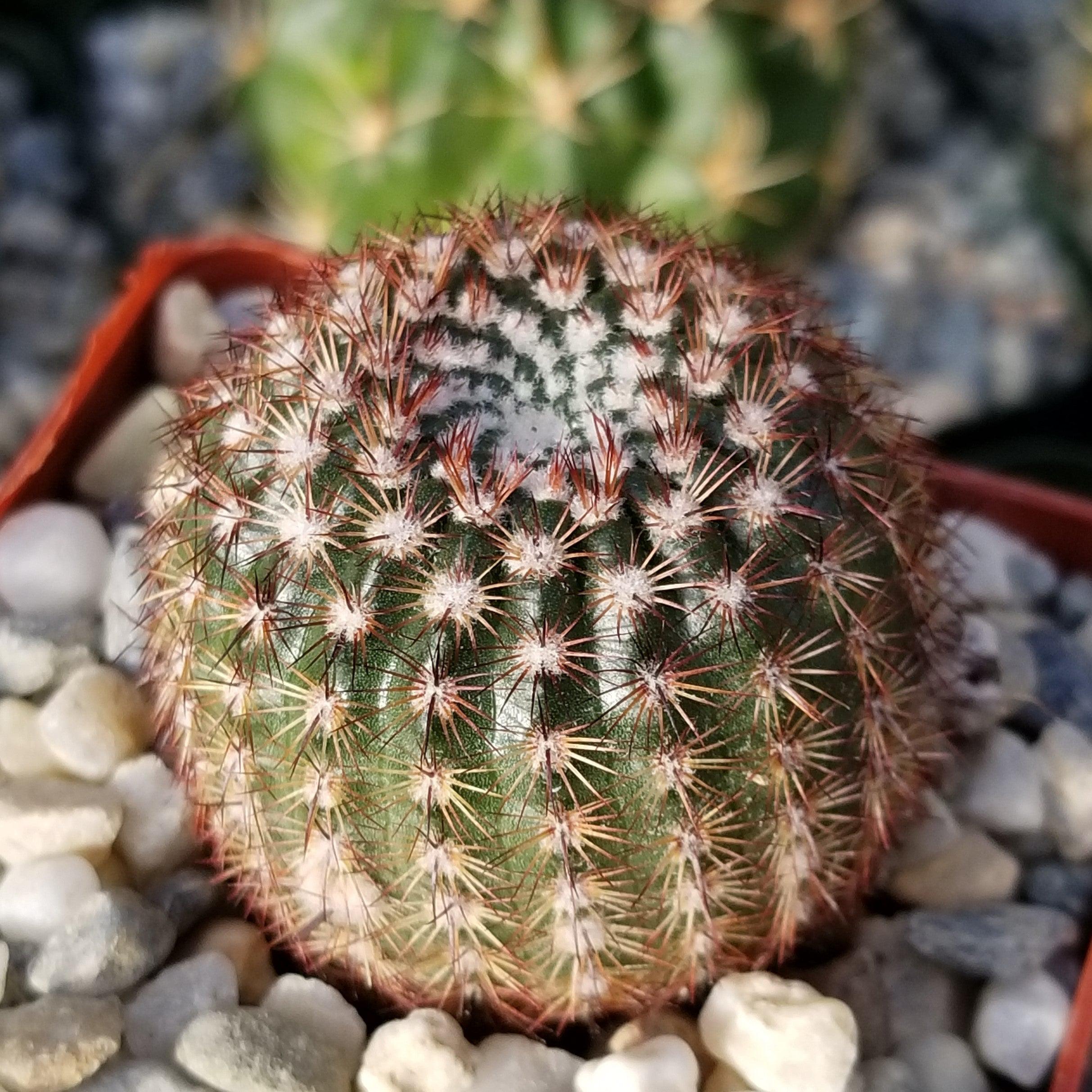 Notocactus rutilans â planet desert