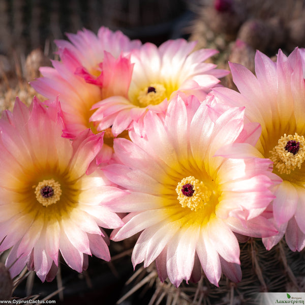 Parodia rutilans â cyprus cactus