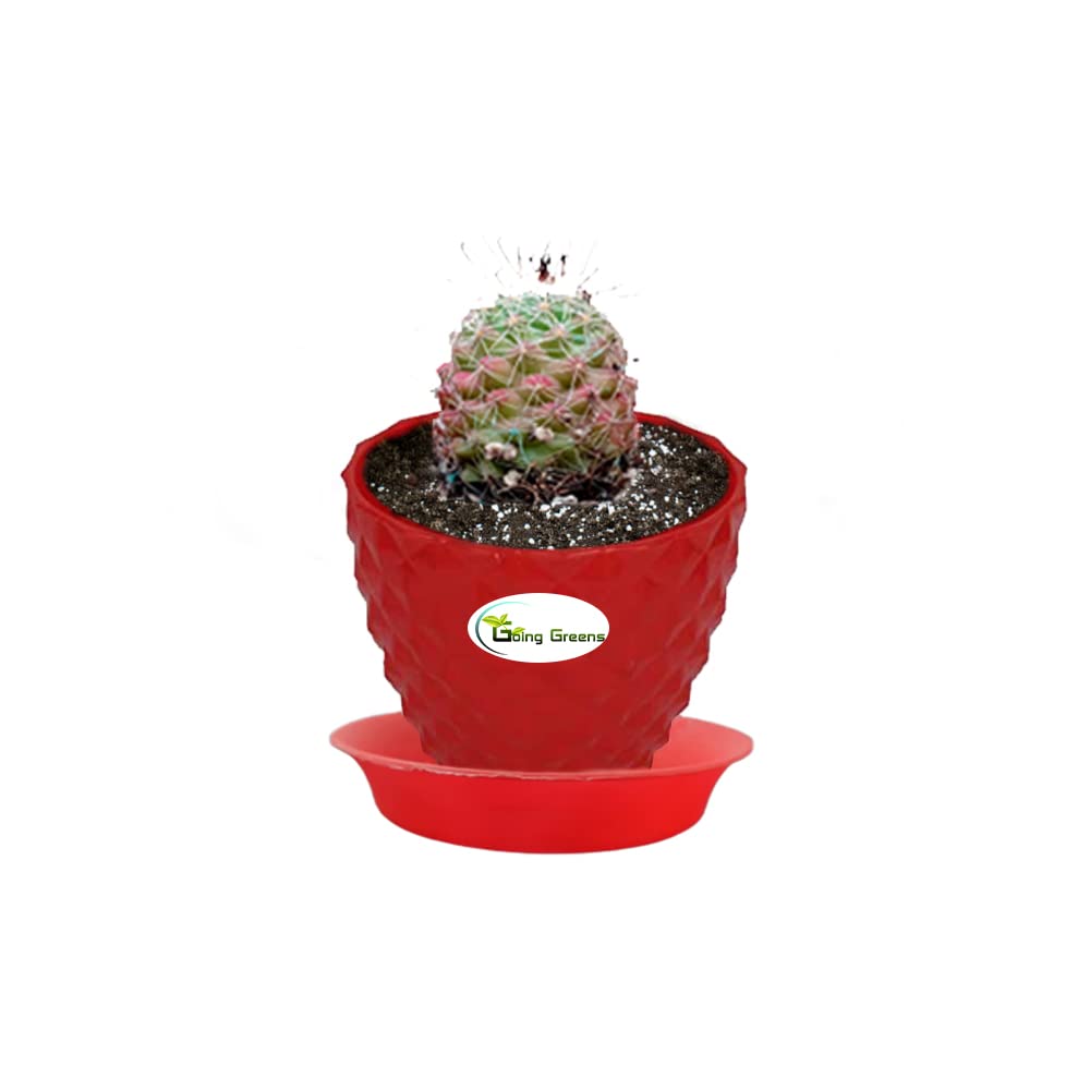 Gog greens notocactus rutilanspk ball cactus with red fiber pot garden outdoors