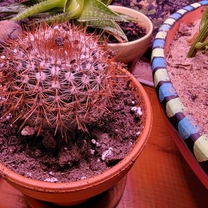 Parodia rutilans inch notocactus collection cactus in bloom live cactus plant