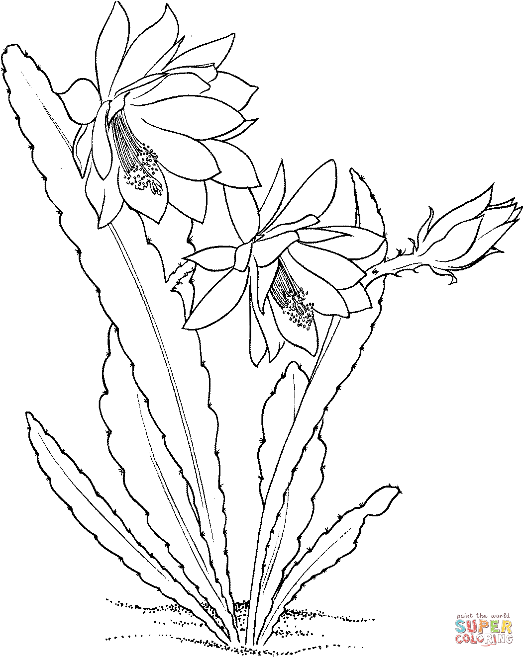 Epiphyllum ackermannii orchid cactus coloring page free printable coloring pages