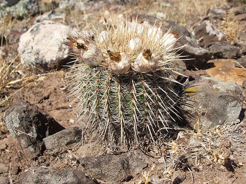 Parodia mueller