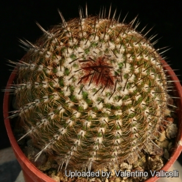 Parodia mammulosa subs eugeniae