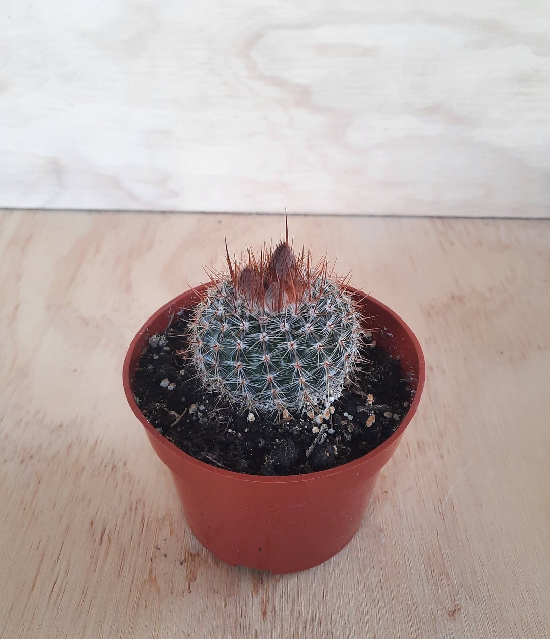 Parodia rutilans inch notocactus collection cactus in bloom live cactus plant