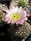 Parodia