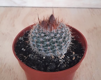 Parodia rutilans inch notocactus collection cactus in bloom live cactus plant