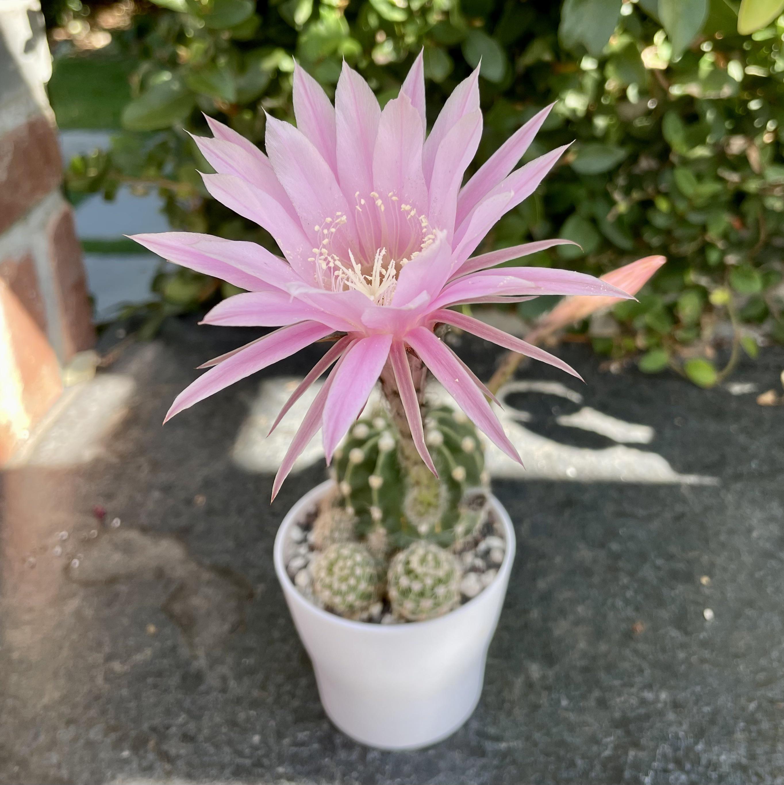 Some of my cacti and succulents that have flowered recently rsucculents