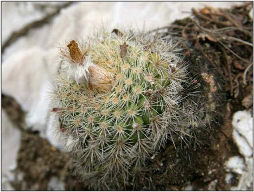 A synopsis of the genus parodia spegazzini sl cactaceae