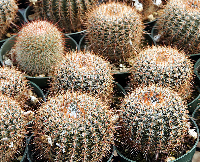 Notocactus rutilans ùùùù úûúùø