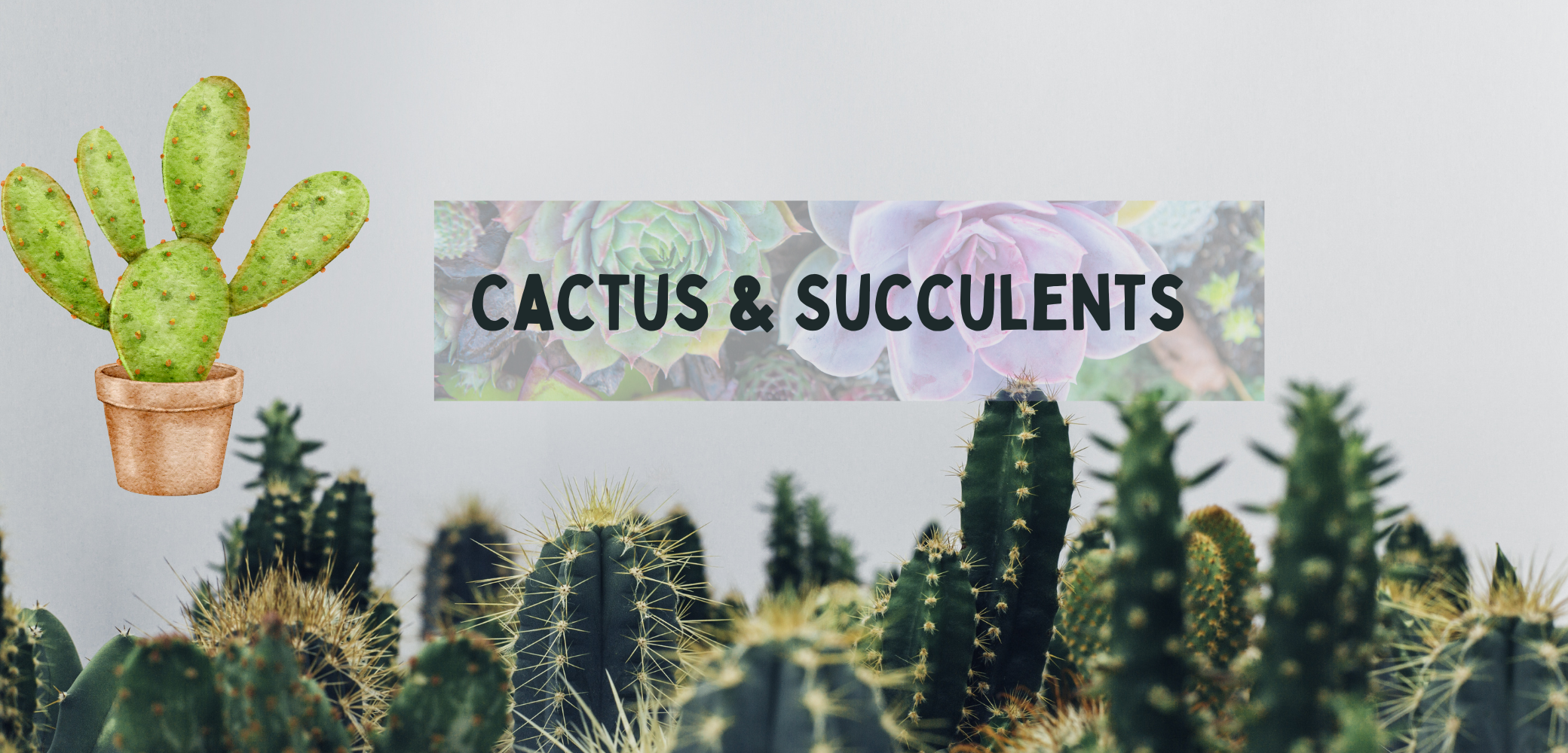 Cactus succulents plant page