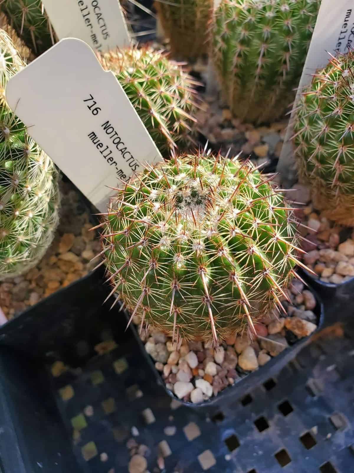 Notocati or parodia varieties that are easy to grow