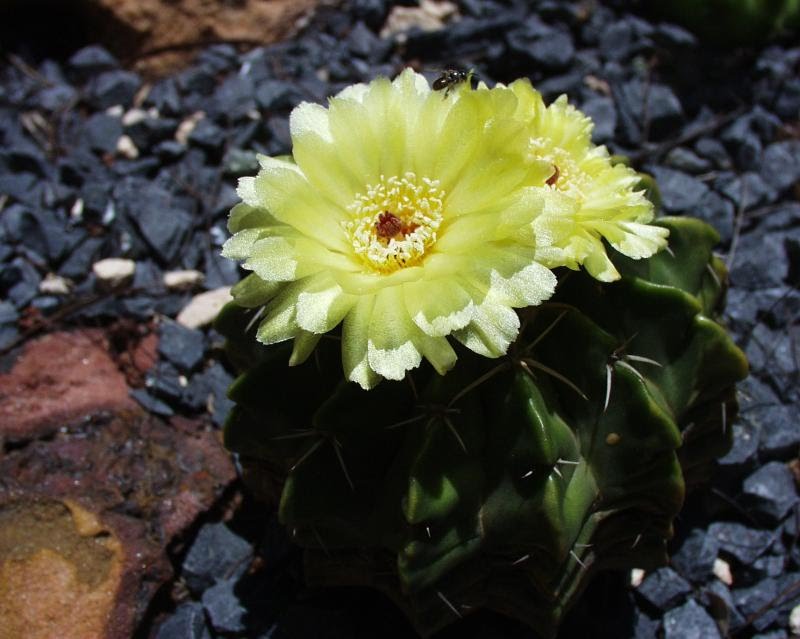 Jardãn urumbã cultivo de cactus y otras suculentas pãgina