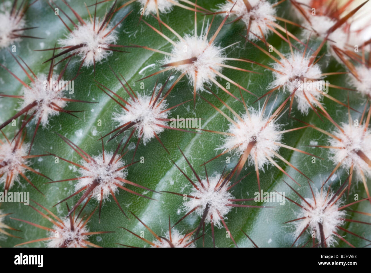 Cactus spines spikes hi