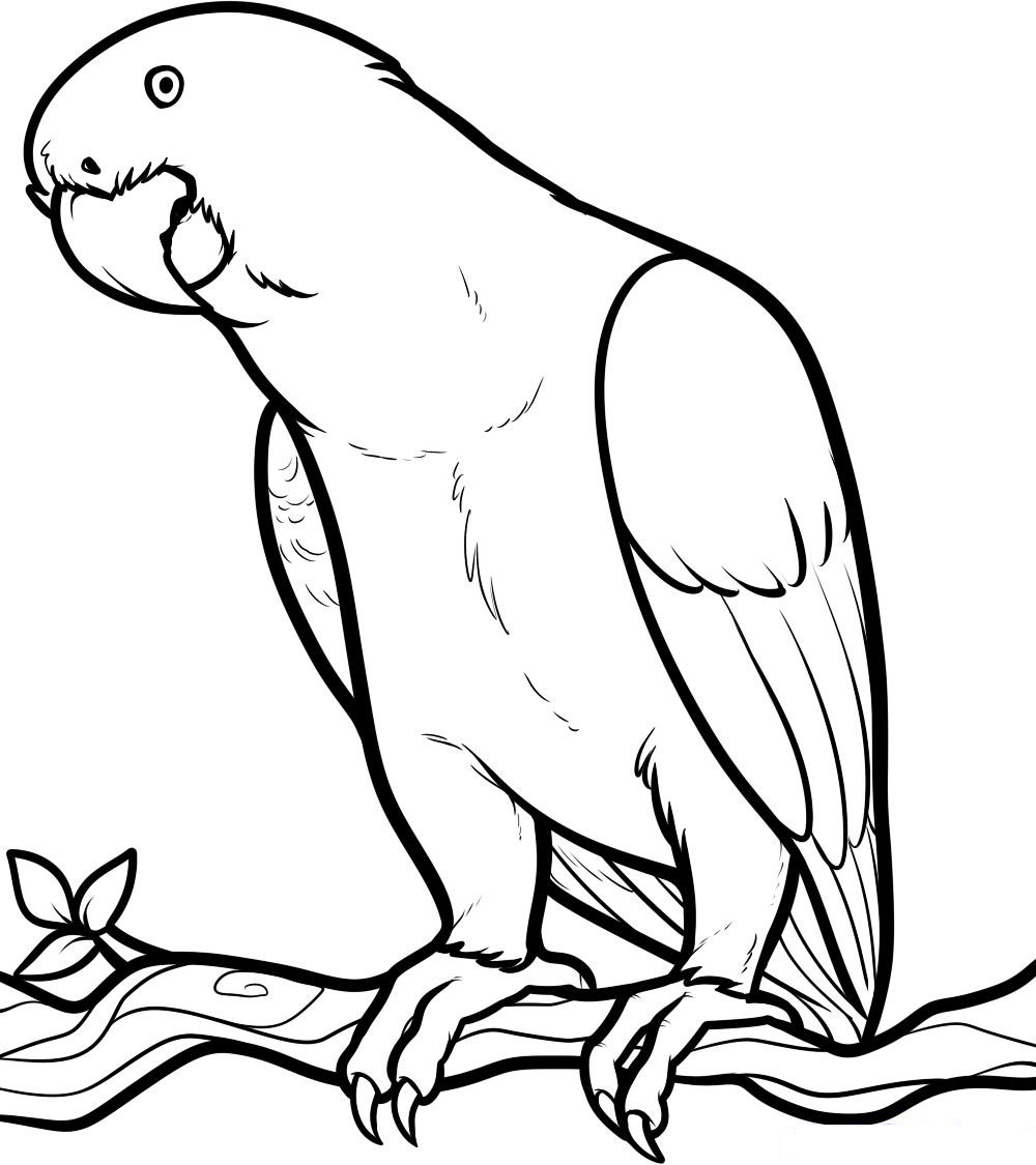 Coloring pages cute parrot coloring pages
