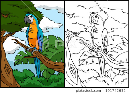 Parrot coloring page colored illustration