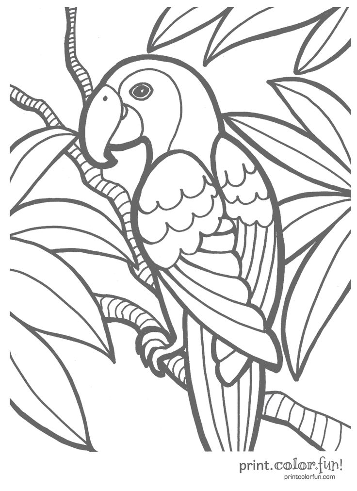 This tropical parrot is just waiting to be colored with a variety of bright hues more cutâ bird coloring pages animal coloring pages abstract coloring pages