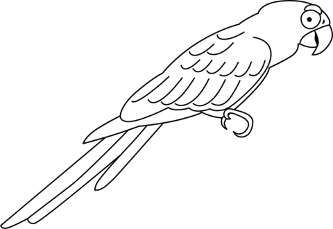 Parrot coloring page free printable coloring pages