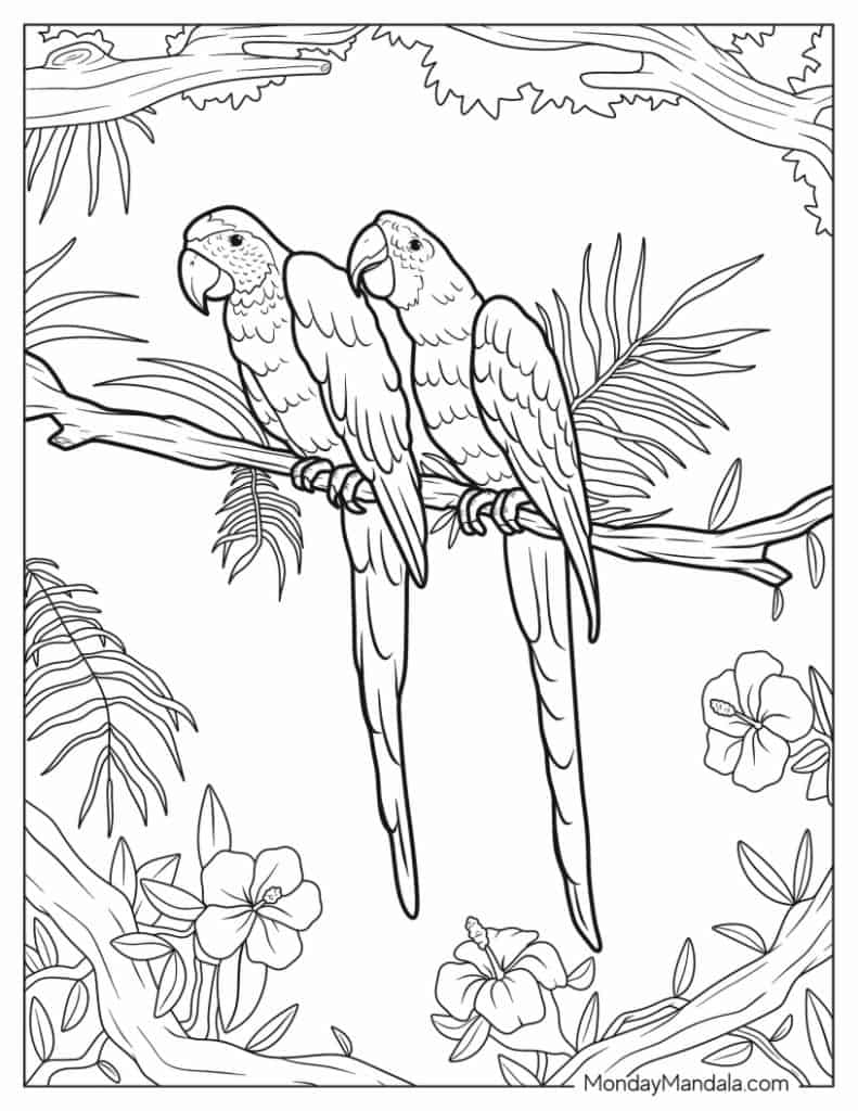 Parrot coloring pages free pdf printables