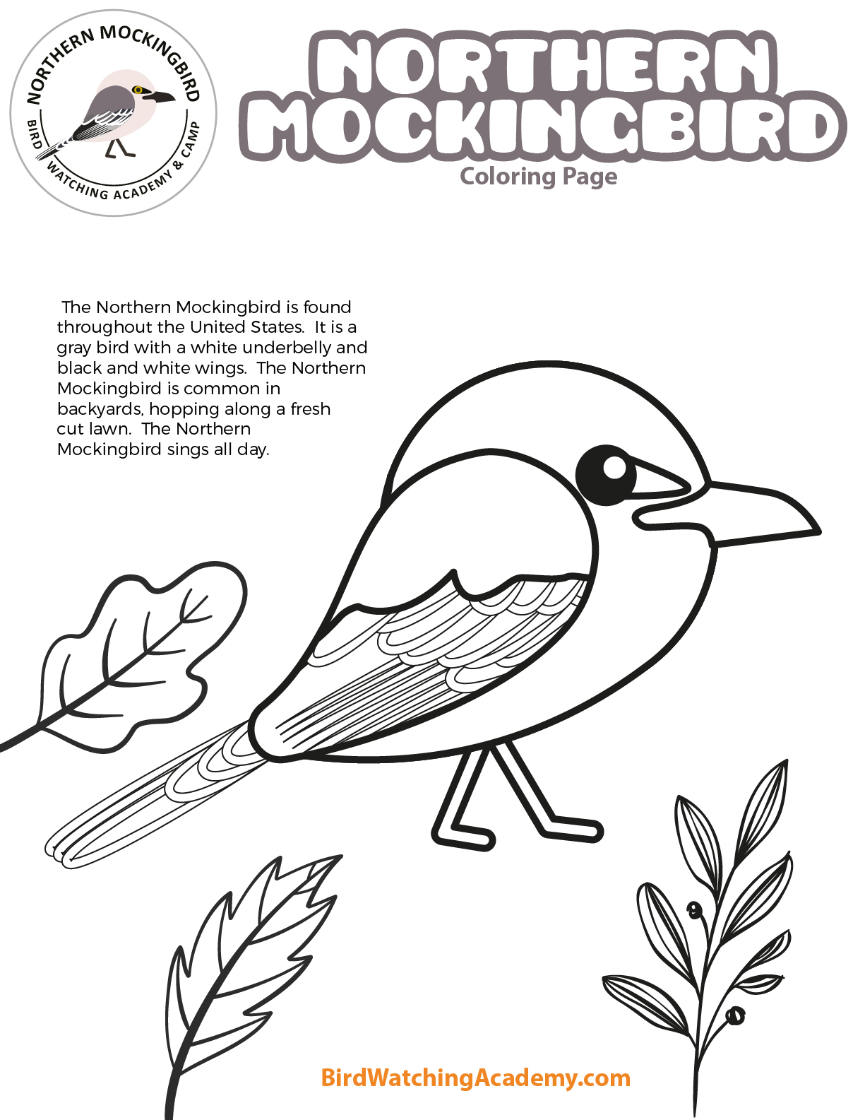 Northern mockingbird coloring page