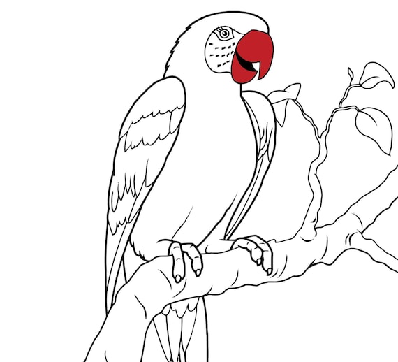 Parrot coloring page printable parrot bird coloring page for kids adults