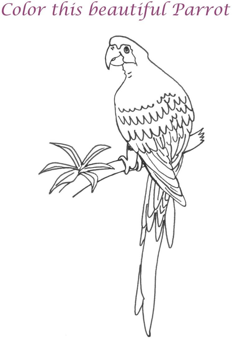 Parrot printable coloring page for kids